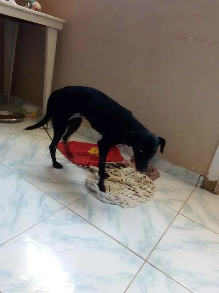 Cachorro raça Srd idade 2 a 6 meses nome Pretinha castrada