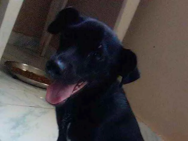 Cachorro raça Srd idade 2 a 6 meses nome Pretinha castrada