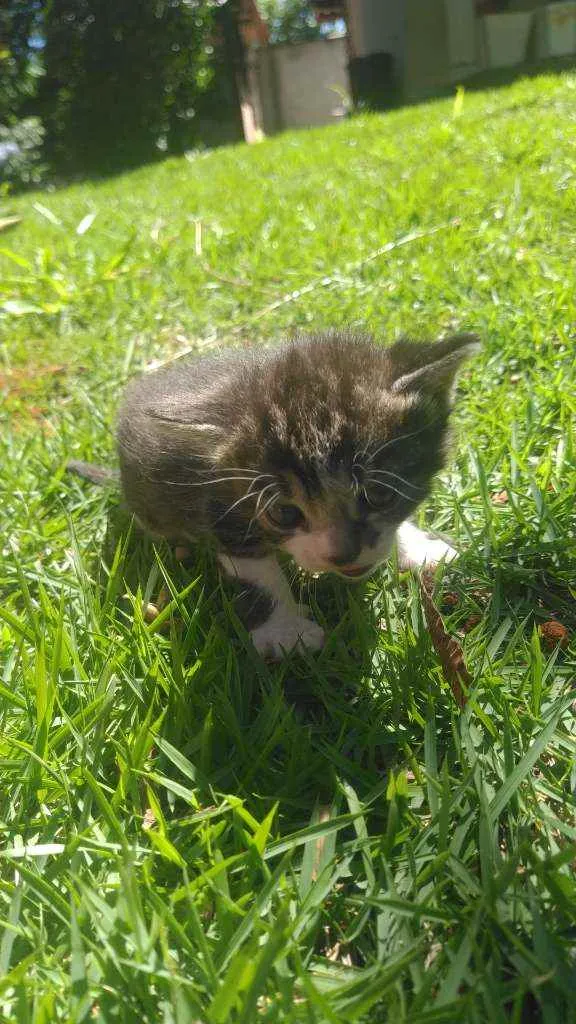 Gato ra a SRD idade Abaixo de 2 meses nome Encanto 