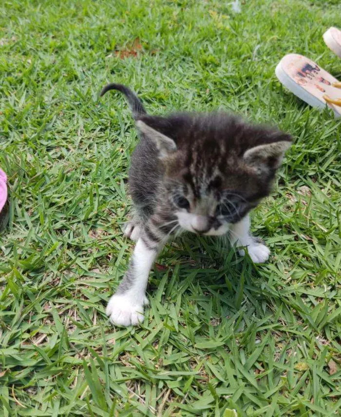 Gato ra a SRD idade Abaixo de 2 meses nome Encanto 