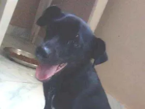 Cachorro raça Srd idade 2 a 6 meses nome Pretinha castrada