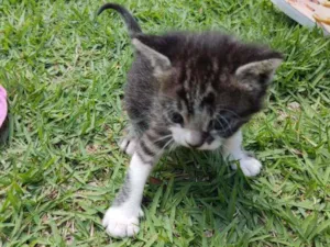 Gato raça SRD idade Abaixo de 2 meses nome Encanto 