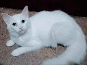 Gato raça Srd idade 2 a 6 meses nome Ágatha