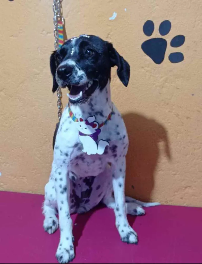 Cachorro ra a SRD idade 5 anos nome Pipoca