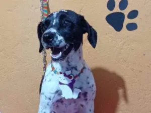 Cachorro raça SRD idade 5 anos nome Pipoca