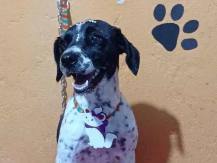 Cachorro ra a SRD idade 5 anos nome Pipoca