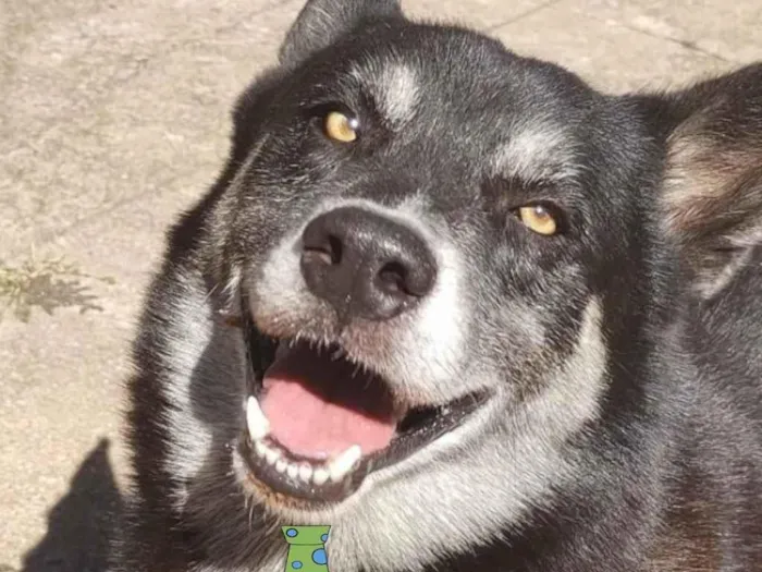 Cachorro ra a Mestiço  idade 3 anos nome Rex 
