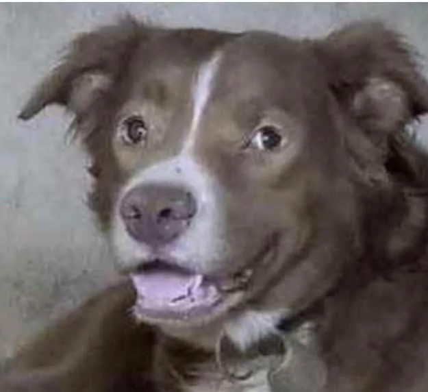 Cachorro ra a Mestiço  idade 7 a 11 meses nome Chocolate 