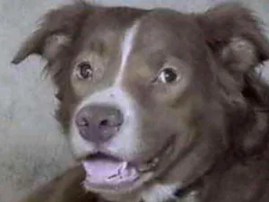 Cachorro raça Mestiço  idade 7 a 11 meses nome Chocolate 