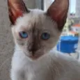 Gato raça Siamêsa idade 2 a 6 meses nome Mindoro bebê linda 