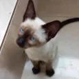 Gato raça Siamêsa idade 2 a 6 meses nome Mindoro bebê linda 