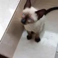 Gato raça Siamêsa idade 2 a 6 meses nome Mindoro bebê linda 