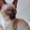 Gato raça Siamêsa idade 2 a 6 meses nome Mindoro bebê linda 