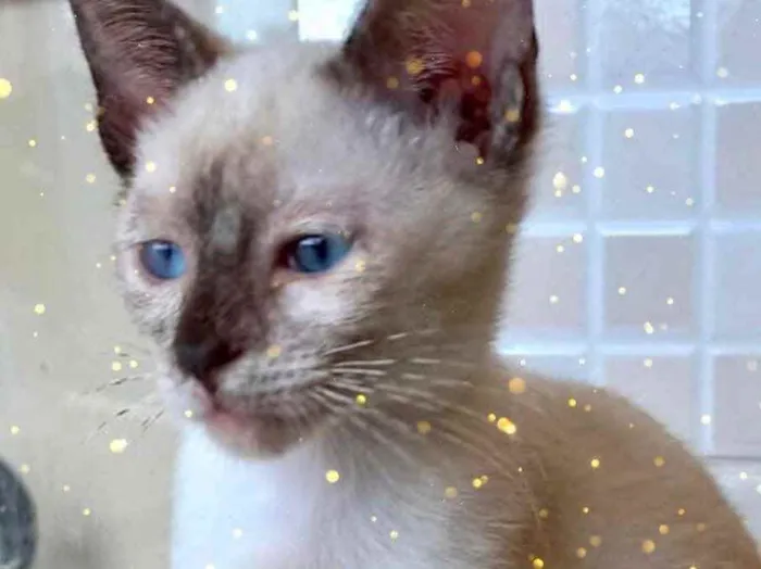 Gato raça Siamêsa idade 2 a 6 meses nome Mindoro bebê linda 