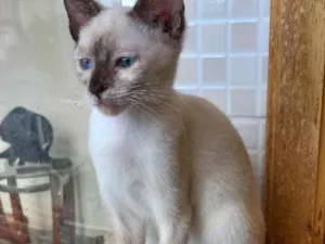 Gato raça Siamêsa idade 2 a 6 meses nome Mindoro bebê linda 