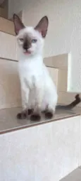 Gato raça Siamêsa idade 2 a 6 meses nome Pink bebê linda 