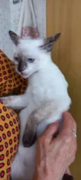 Gato raça Siamêsa idade 2 a 6 meses nome Pink bebê linda 