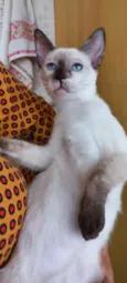Gato raça Siamêsa idade 2 a 6 meses nome Pink bebê linda 