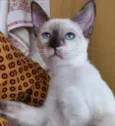 Gato raça Siamêsa idade 2 a 6 meses nome Pink bebê linda 