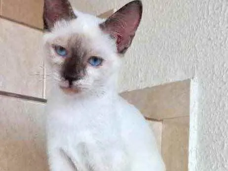Gato raça Siamêsa idade 2 a 6 meses nome Pink bebê linda 