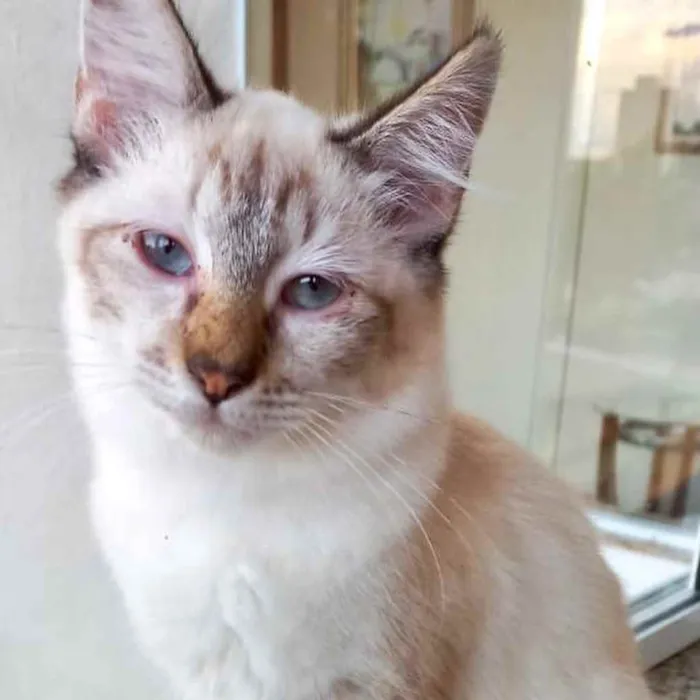 Gato raça Srd  idade 2 a 6 meses nome Misha bebê lindo 