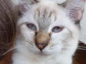 Gato raça Srd  idade 2 a 6 meses nome Misha bebê lindo 