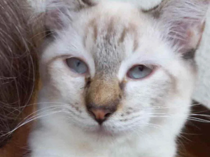 Gato raça Srd  idade 2 a 6 meses nome Misha bebê lindo 