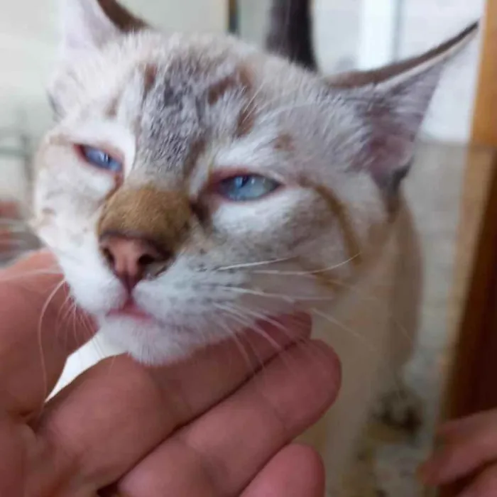 Gato raça Srd lindo  idade 2 a 6 meses nome Pipoca bebê lindo 