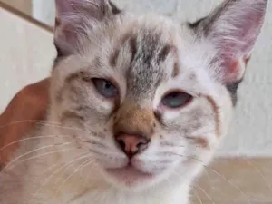 Gato raça Srd lindo  idade 2 a 6 meses nome Pipoca bebê lindo 