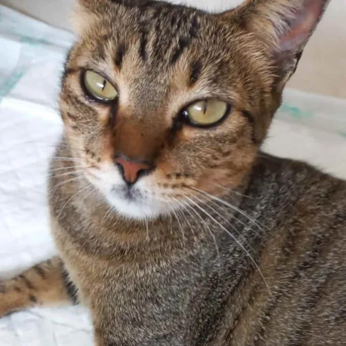 Gato raça Srd Linda  idade 7 a 11 meses nome Stella tigrada linda