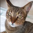 Gato raça Srd Linda  idade 7 a 11 meses nome Stella tigrada linda