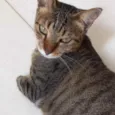 Gato raça Srd Linda  idade 7 a 11 meses nome Stella tigrada linda