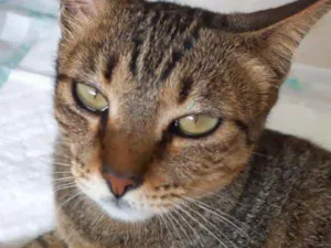 Gato raça Srd Linda  idade 7 a 11 meses nome Stella tigrada linda
