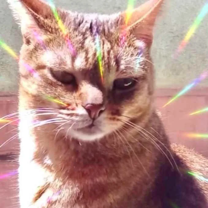 Gato raça Srd Lindo  idade 2 anos nome Ruivo lindo gatinho 