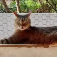 Ruivo lindo gatinho