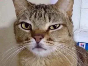 Gato raça Srd Lindo  idade 2 anos nome Ruivo lindo gatinho 