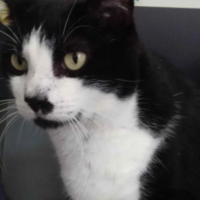 Gato raça Srd frajolinha idade 2 anos nome Diego frajola lindo 