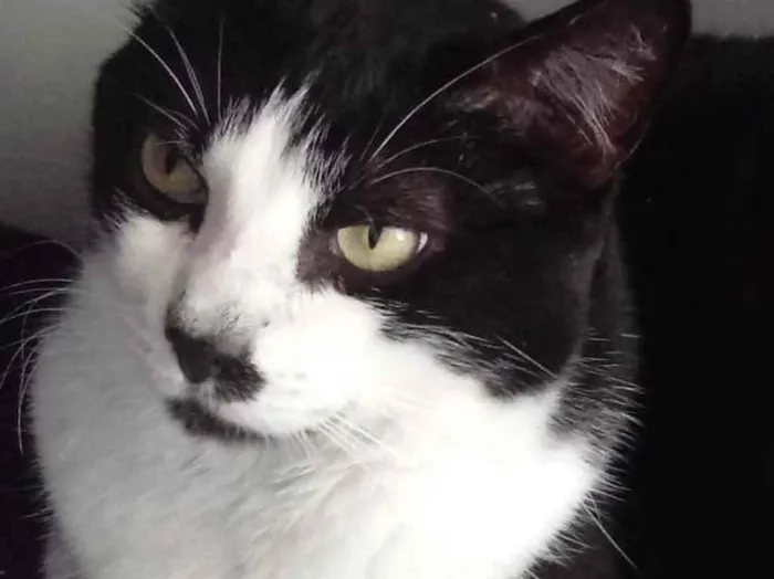 Gato raça Srd frajolinha idade 2 anos nome Diego frajola lindo 