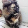 Gato raça Srd  idade 2 anos nome Menina maravilhosa 