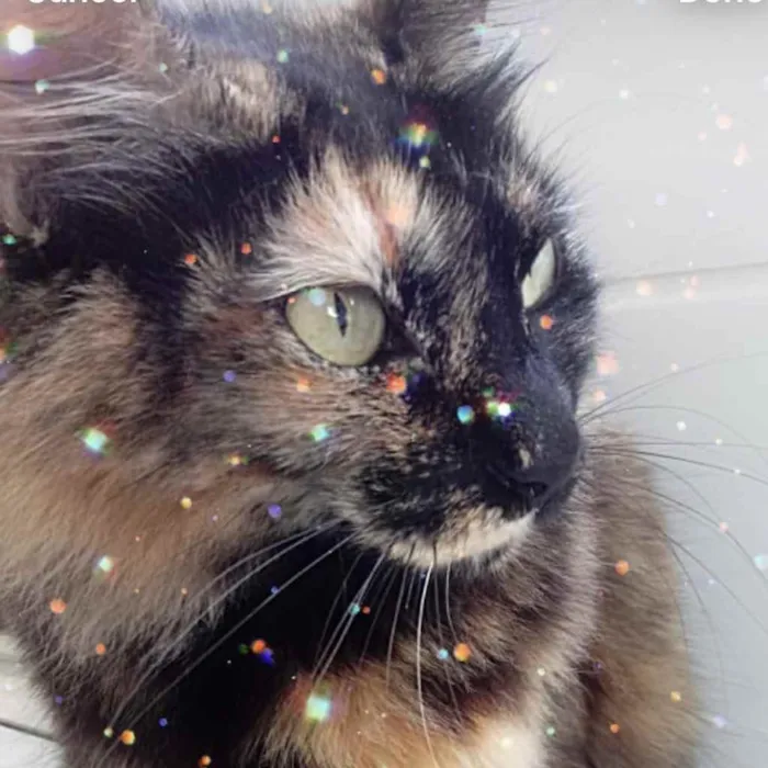 Gato raça Srd  idade 2 anos nome Menina maravilhosa 