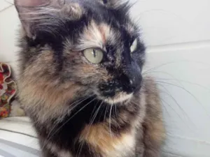 Gato raça Srd  idade 2 anos nome Menina maravilhosa 