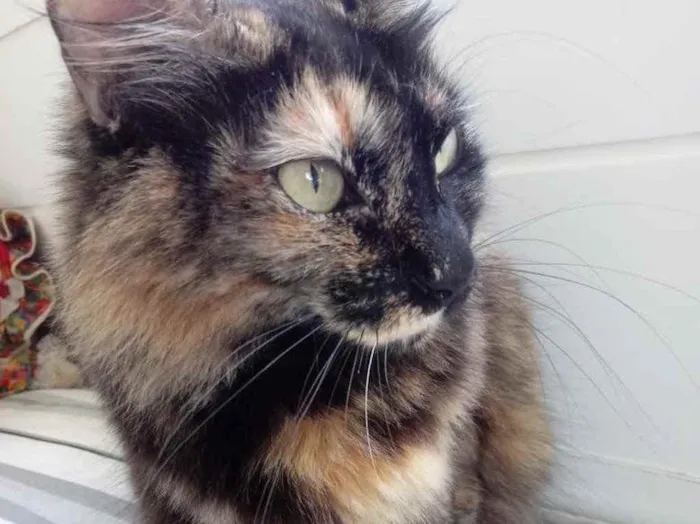 Gato raça Srd  idade 2 anos nome Menina maravilhosa 