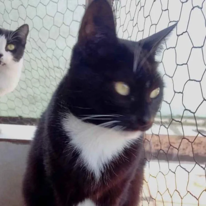 Gato raça Srd frajolinha  idade 1 ano nome Gigi Linda demais