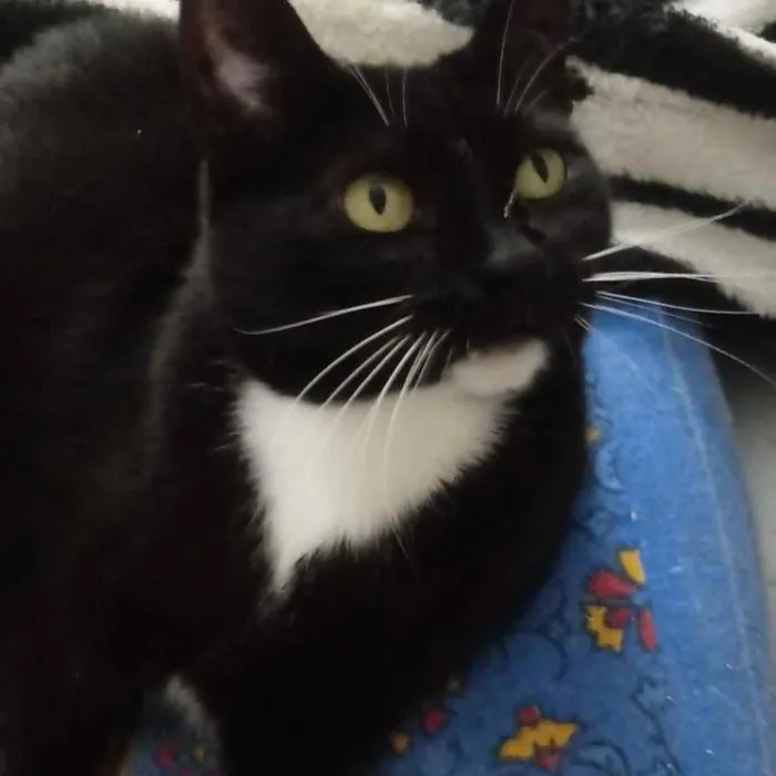 Gato raça Srd frajolinha  idade 1 ano nome Gigi Linda demais