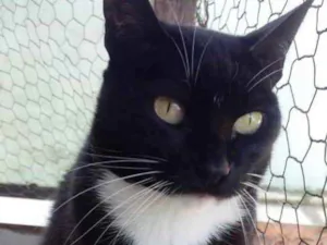 Gato raça Srd frajolinha  idade 1 ano nome Gigi Linda demais