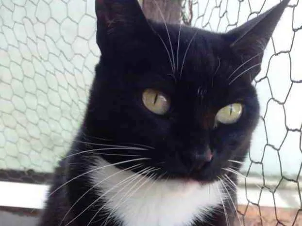 Gato raça Srd frajolinha  idade 1 ano nome Gigi Linda demais