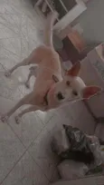 Scooby