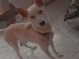 Scooby