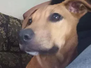 Cachorro raça Pitbull com labrador  idade 7 a 11 meses nome Spaick