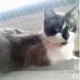 Gato raça Srd  idade 2 anos nome Branca belíssima 